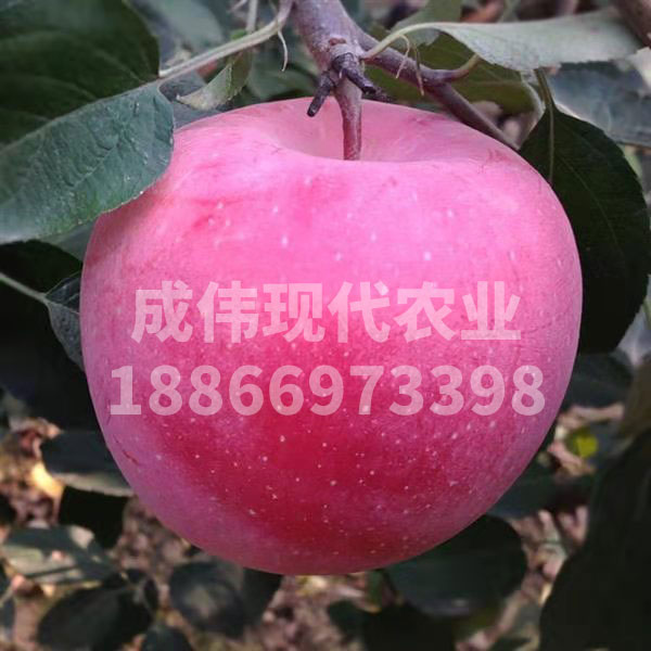 ɫϣƻ