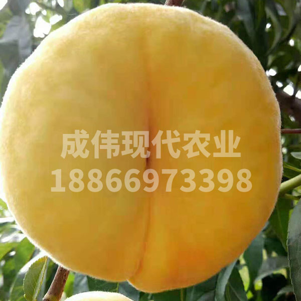 ƽë4